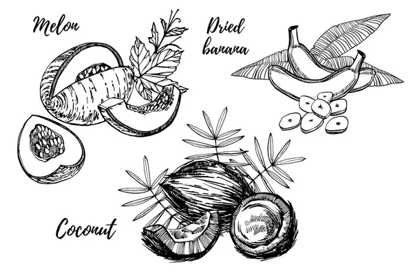 香蕉、甜瓜和椰子素描插图。在白色背景查出的向量手绘的例证. — 图库矢量图片