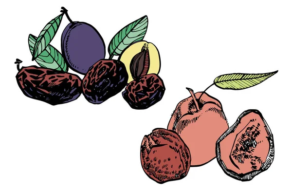 Melocotones secos y ciruelas pasas, ciruelas vector ilustración dibujada a mano. Esbozo de tinta de nueces. Ilustración vectorial dibujada a mano. Aislado sobre fondo blanco . — Archivo Imágenes Vectoriales