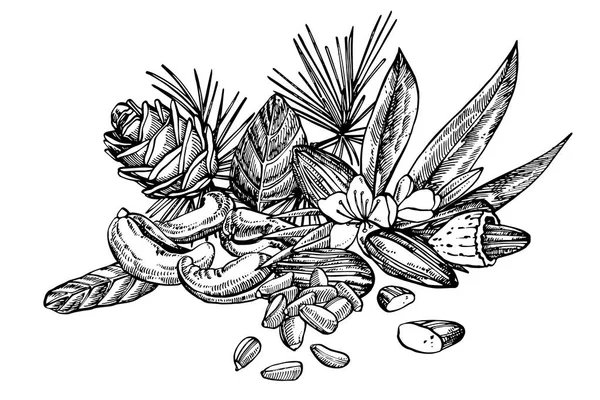 Mandlar, Pecan, cashewnötter, hasselnötter, pinjenötter, valnötter och muskot skiss illustrationer. Vektor handritade illustrationer isolerad på vit bakgrund. — Stock vektor