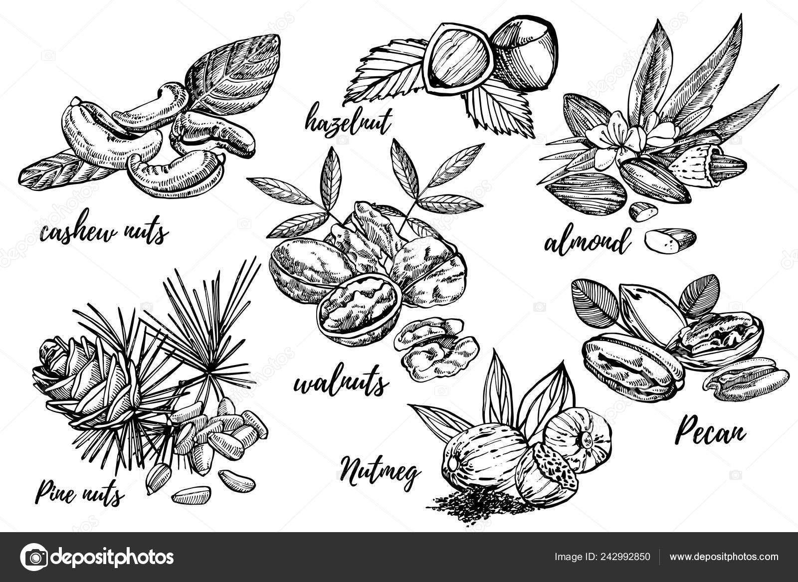 アーモンド、ピーカン ナッツ、カシュー ナッツ、ヘーゼル ナッツ、松の実、クルミ、ナツメグは、イラストをスケッチします。手描きのイラストが白い背景で隔離のベクトルします。.  ストックベクター ©Asetrova 242992850, image size:1600x1167