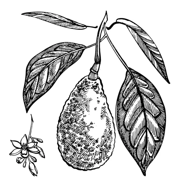 Avocat. Illustrations vectorielles dessinées main. Illustration de style gravé de fruits tropicaux d'été . — Image vectorielle