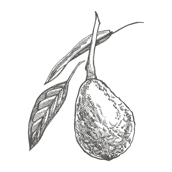 Aguacate. Vector ilustraciones dibujadas a mano. Ilustración de estilo grabado de frutas tropicales de verano . — Archivo Imágenes Vectoriales