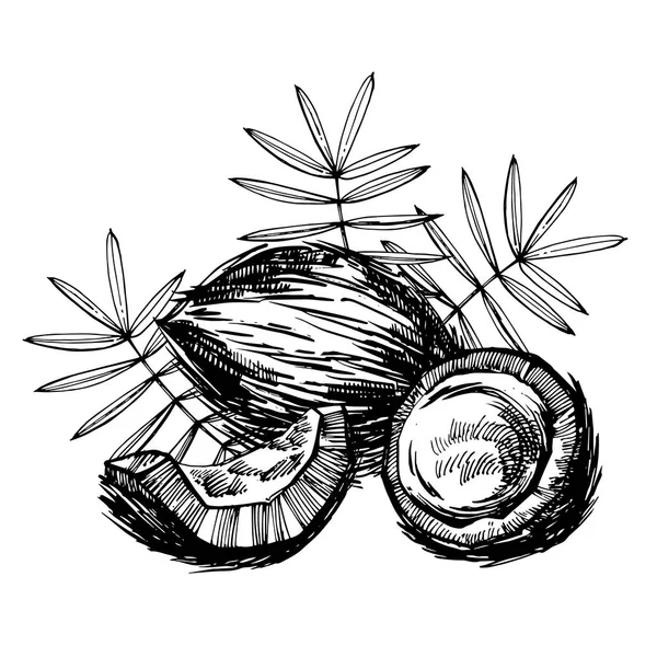 Vektor Kokosnuss handgezeichnete Skizze mit Palmblatt. Skizze tropische Lebensmittel Illustration. — Stockvektor