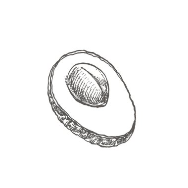 Avokado. Vektör çizilmiş resimler ver. Tropikal yaz meyve stil illüstrasyon kazınmış.