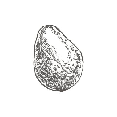 Avokado. Vektör çizilmiş resimler ver. Tropikal yaz meyve stil illüstrasyon kazınmış.