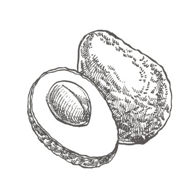 Avokado. Vektör çizilmiş resimler ver. Tropikal yaz meyve stil illüstrasyon kazınmış.