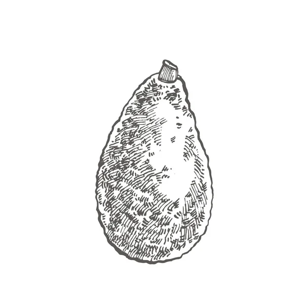 Avocado. Illustrazioni disegnate a mano vettoriale. Tropicale estate frutta inciso stile illustrazione . — Vettoriale Stock