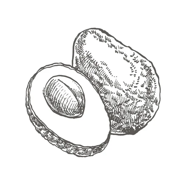 Avokado. Vektör çizilmiş resimler ver. Tropikal yaz meyve stil illüstrasyon kazınmış.