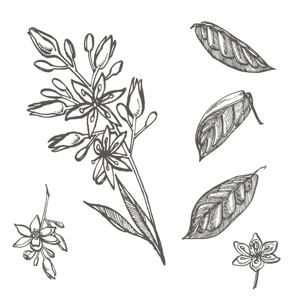 Avokado blommor. Vector handen ritade illustrationer. Tropisk växt graverade stil illustration. — Stock vektor