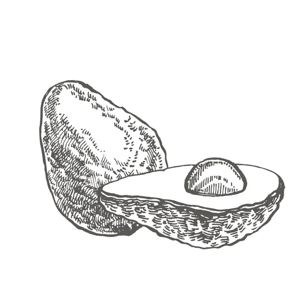 鳄 梨。向量手绘的例证。热带夏季水果雕刻风格插图. — 图库矢量图片