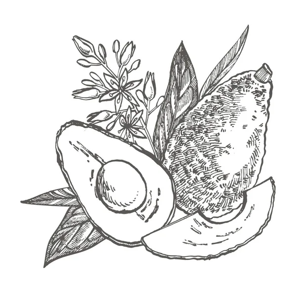 Avocado. Vektor handgezeichnete Illustrationen. tropische Sommerfrucht Gravur Stil Illustration. — Stockvektor