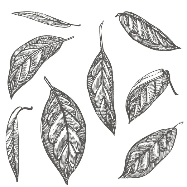 아보카도 집합입니다. 벡터 손으로 그려진된 그림. 아보카도, 썬 조각이 절반, 잎 및 씨 스케치. 열 대 여름 과일 새겨진 스타일 일러스트. — 스톡 벡터