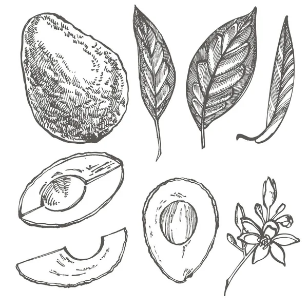 Avocado set. Vector hand drawn illustrations. Avocado, sliced pieces, half, leaf and seed sketch. Tropical summer fruit engraved style illustration. — Stock Vector