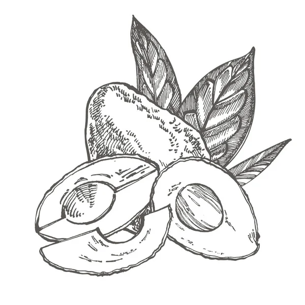 Avocado. Illustrazioni disegnate a mano vettoriale. Tropicale estate frutta inciso stile illustrazione . — Vettoriale Stock