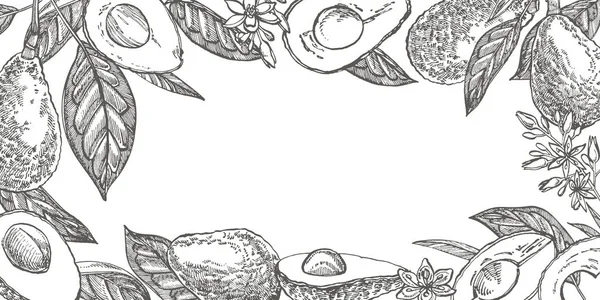 Teamplate di avocado per cartoline. Illustrazioni disegnate a mano vettoriale. Avocado, pezzi affettati, metà, schizzo di foglie e semi. Tropicale estate frutta inciso stile illustrazione . — Vettoriale Stock