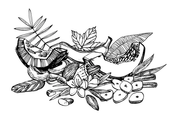 Banaani, Melon ja kookos luonnos kuvituksia. Käsin piirretyt kuvat valkoisella pohjalla . — kuvapankkivalokuva