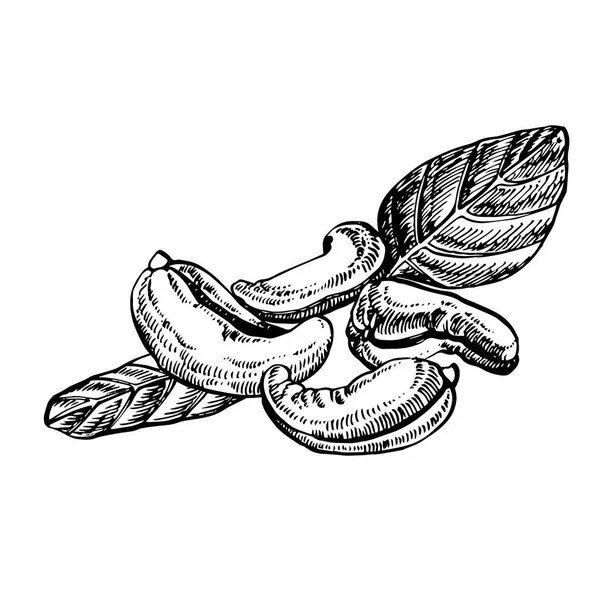 Cashewnötter skiss illustrationer. Handritade illustrationer isolerad på vit bakgrund. — Stockfoto