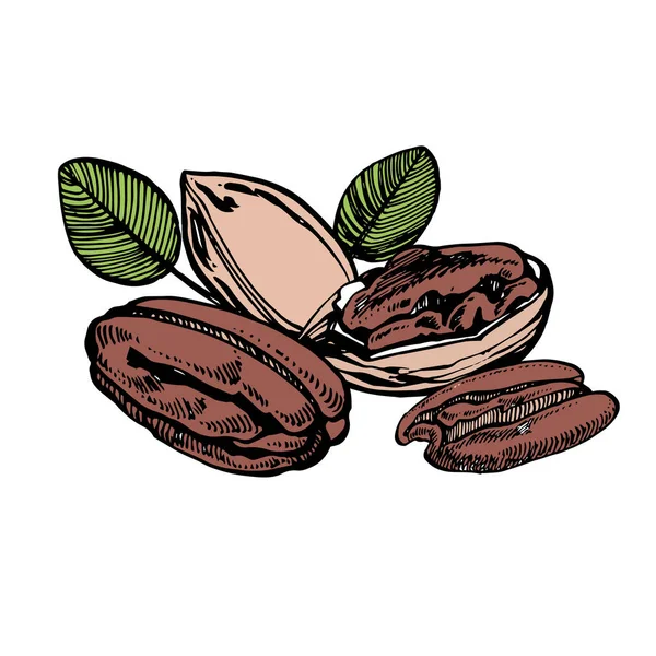 Orzechy pecan i liści ilustracja. Szkic tuszem orzechy. Ilustracja. Na białym tle. — Zdjęcie stockowe