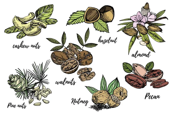 Mandlar, Pecan, cashewnötter, hasselnötter, pinjenötter, valnötter och muskot skiss illustrationer. Grafiska handritade illustrationer isolerad på vit bakgrund. — Stockfoto