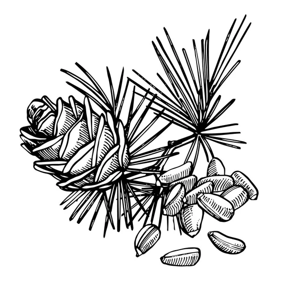 Pine nuts and cedar cone hand drawn illustration. Royalty Free Stock Images