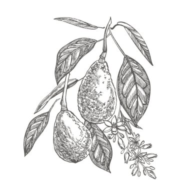 Avokado. Elle çizilmiş resimler. Tropikal yaz meyve stil illüstrasyon kazınmış.