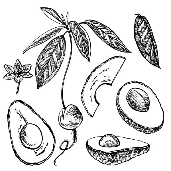 Αβοκάντο. Χέρι εικονογραφήσεις. Καλοκαιρινά τροπικά φρούτα χαραγμένο στυλ εικονογράφηση. — Φωτογραφία Αρχείου