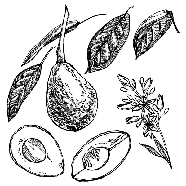 Авокадо. Ручные рисунки. Иллюстрация тропических летних фруктов . — стоковое фото