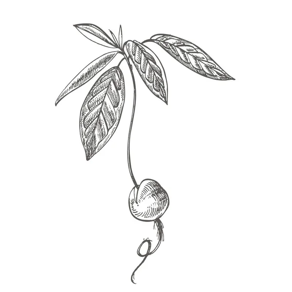 Young seedling Avocado. Hand drawn illustrations. Tropical summer fruit engraved style illustration. — Stock Photo, Image