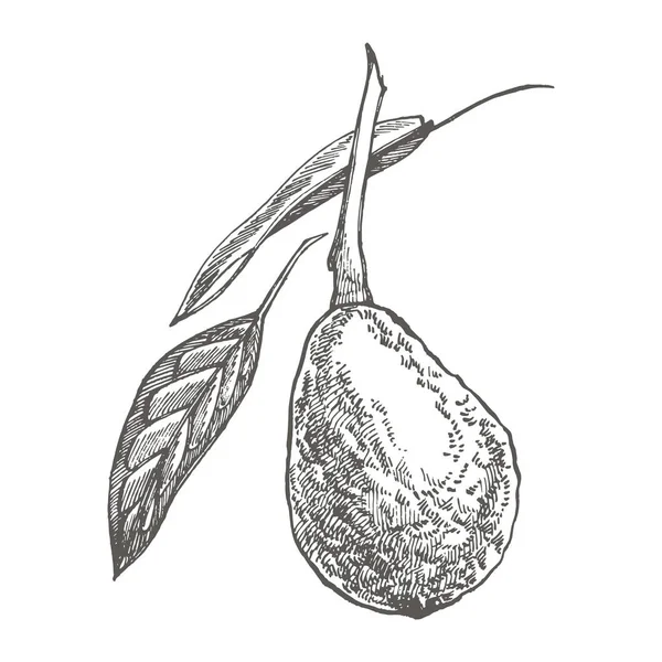 Avocado. Hand drawn illustrations. Tropical summer fruit engraved style illustration. — Stock Photo, Image