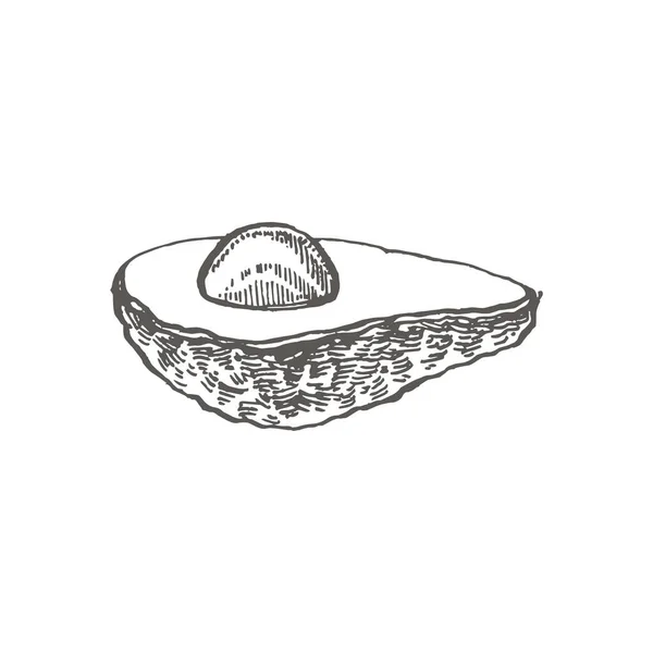 Avocado. Hand drawn illustrations. Tropical summer fruit engraved style illustration. — Stock Photo, Image