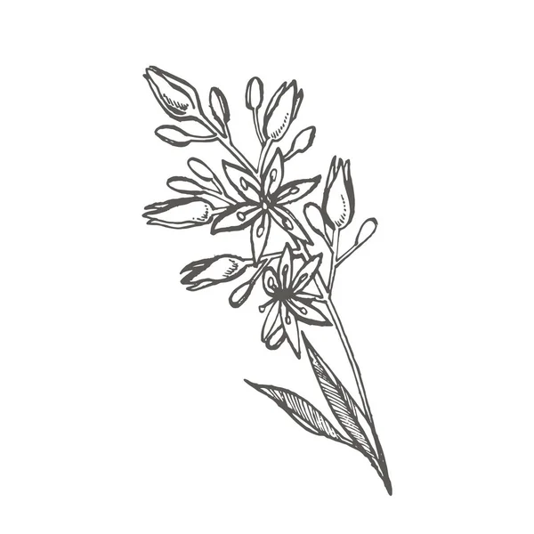 Αβοκάντο λουλούδια. Χέρι εικονογραφήσεις. Τροπικό φυτό χαραγμένο στυλ εικονογράφηση. — Φωτογραφία Αρχείου