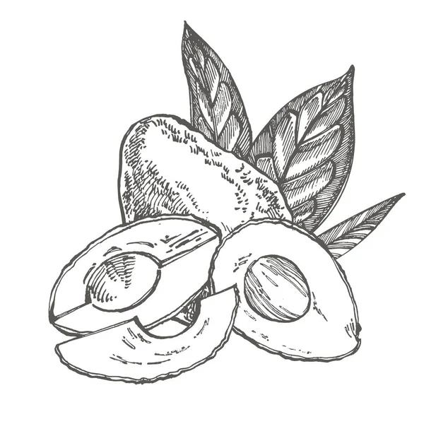 Avocat. Illustrations dessinées à la main. Illustration de style gravé de fruits tropicaux d'été . — Photo