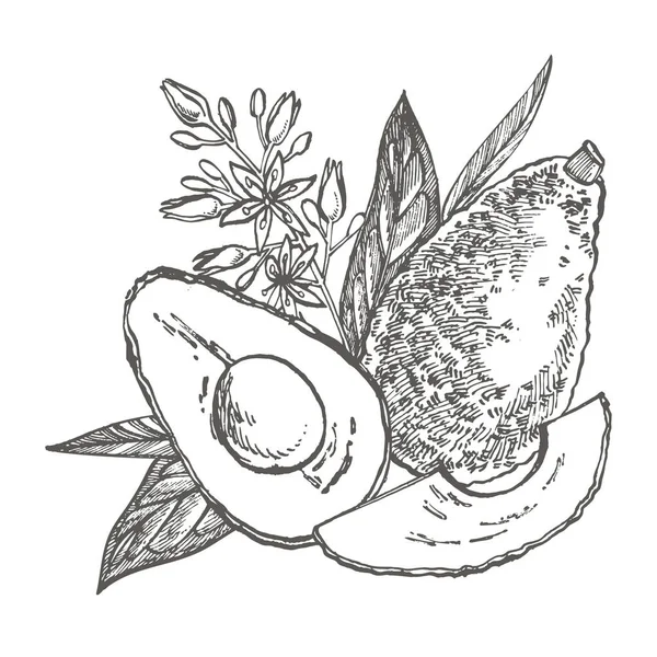 Avocado. Hand getekende illustraties. Tropische zomer fruit gegraveerd stijl illustratie. — Stockfoto