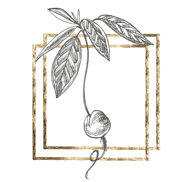 Jovem mudas Abacate. Ilustrações desenhadas à mão. Fruto tropical de verão gravada ilustração estilo . — Fotografia de Stock