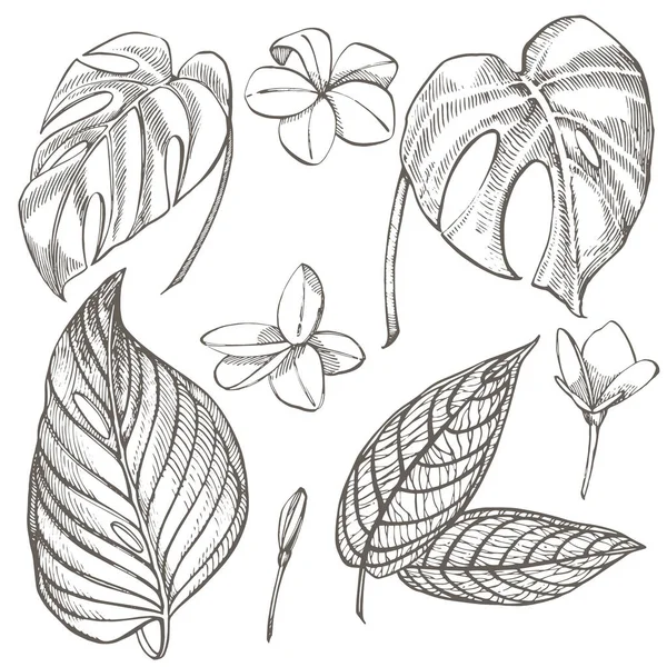 열 대 야 자 나뭇잎. 그래픽 일러스트입니다. 새겨진된 정글 잎. — 스톡 사진