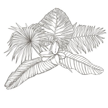 Tropikal palmiye yaprakları. Grafik illüstrasyon. Oyulmuş orman bırakır ve plumeria çiçekler.