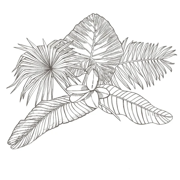 Foglie di palma tropicale. Illustrazione grafica. Foglie di giungla incise e fiori plumeria . — Foto Stock