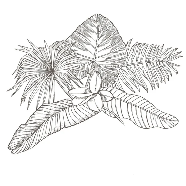 Tropical palm leaves. Graphic illustration. Engraved jungle leaves and flowers plumeria.