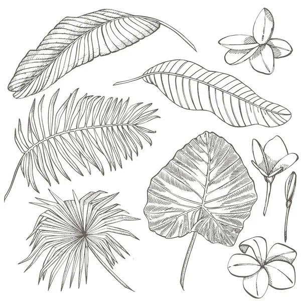 熱帯のヤシを葉します。グラフィックの図。刻まれたジャングルの葉. — ストック写真