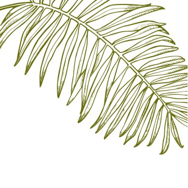 Yaz tropik yapraklar tasarımı. Çiçek arkaplan çizimi. Orman yapraklı davetiye ya da kart tasarımı.