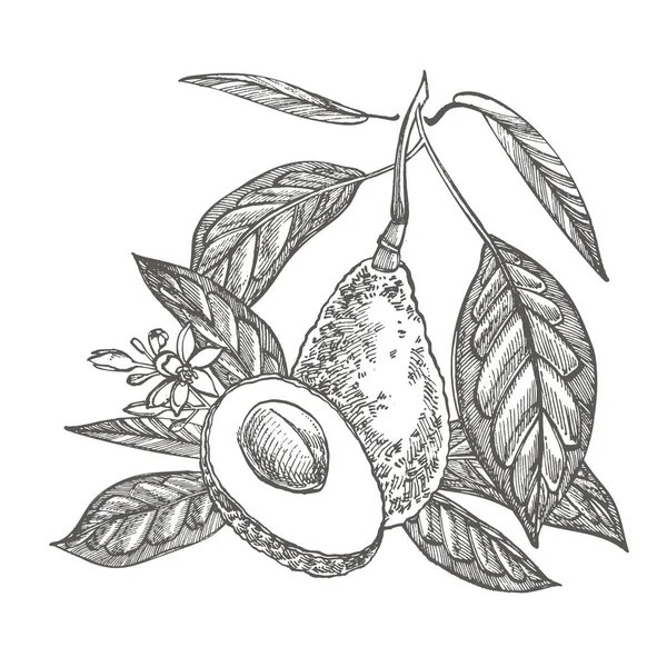 Aguacate. Ilustraciones hechas a mano. Ilustración de estilo grabado de frutas tropicales de verano . — Foto de Stock