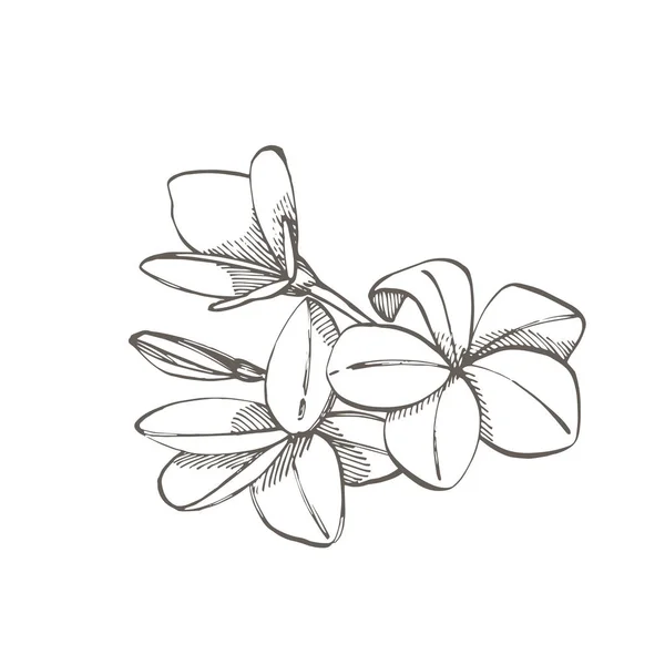 Plumeria blommor. Sommar tropiska löv design. Blommig bakgrund illustration. Inbjudan eller kort design med djungelblad. — Stockfoto