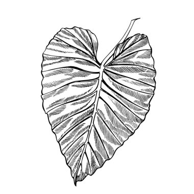 Tropikal yaprakları illüstrasyonlar. Palmiye yaprakları. Grafik çizim.