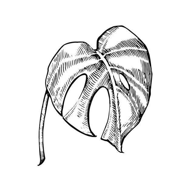 Ilustrações de folhas tropicais. Folhas de palma. Ilustração gráfica . — Fotografia de Stock