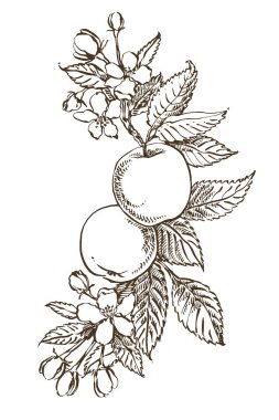 Elma illüstrasyon. Dokulu elma Illustration ile el çizilmiş desenler. Vintage botanik el çizilmiş illüstrasyon. Elma ağacının bahar çiçekleri.