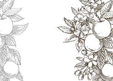 Elma illüstrasyon. Dokulu elma Illustration ile el çizilmiş desenler. Kart yay. Elma ağacının siyah ve beyaz çiçeklenme dalları.