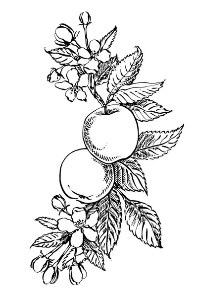 Apple illustration. Hand drawn patterns with textured apple illustration. Vintage botanical hand drawn illustration. Spring flowers of apple tree. — Stock Photo, Image
