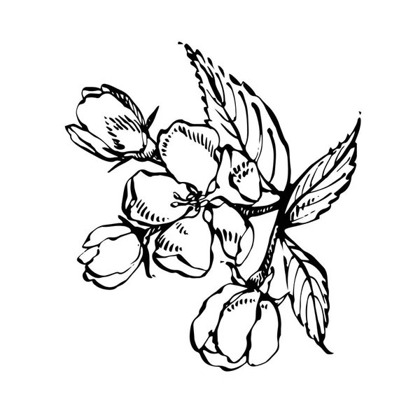 Elma illüstrasyon. Dokulu elma Illustration ile el çizilmiş desenler. Vintage botanik el çizilmiş illüstrasyon. Elma ağacının bahar çiçekleri. — Stok fotoğraf