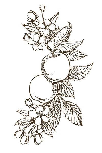 Apple ilustrace. Ručně kreslené vzory s texturovaného jablečného obrázku. Kreslené botanické vyobrazení. Jarní květy jablečného stromu. — Stock fotografie