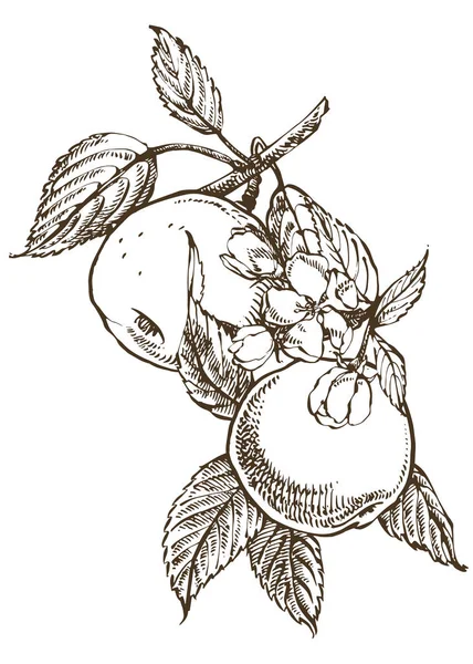 Illustration Apple. Motifs dessinés à la main avec illustration texturée de pomme. Illustration botanique vintage dessinée à la main. Fleurs printanières de pommier . — Photo